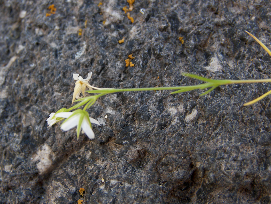 Image of Minuartia oreina specimen.