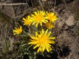genus Taraxacum