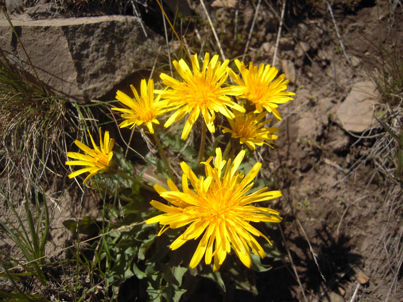 Изображение особи род Taraxacum.