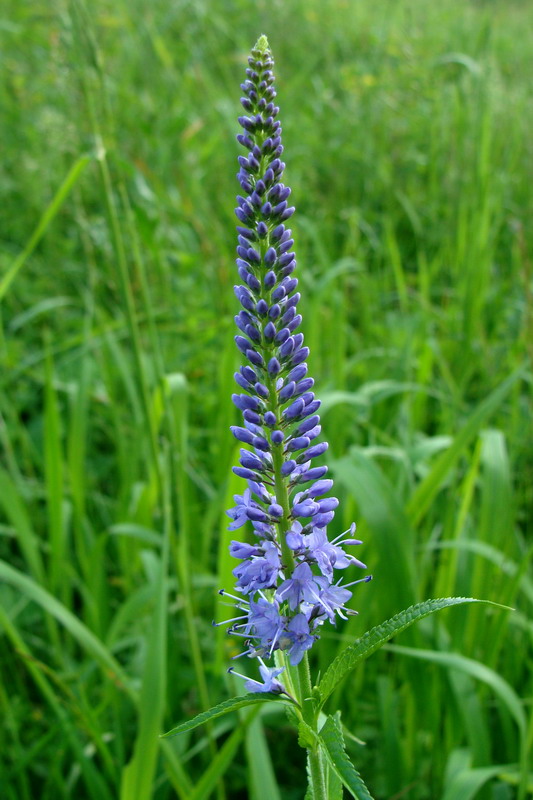 Image of Veronica longifolia specimen.