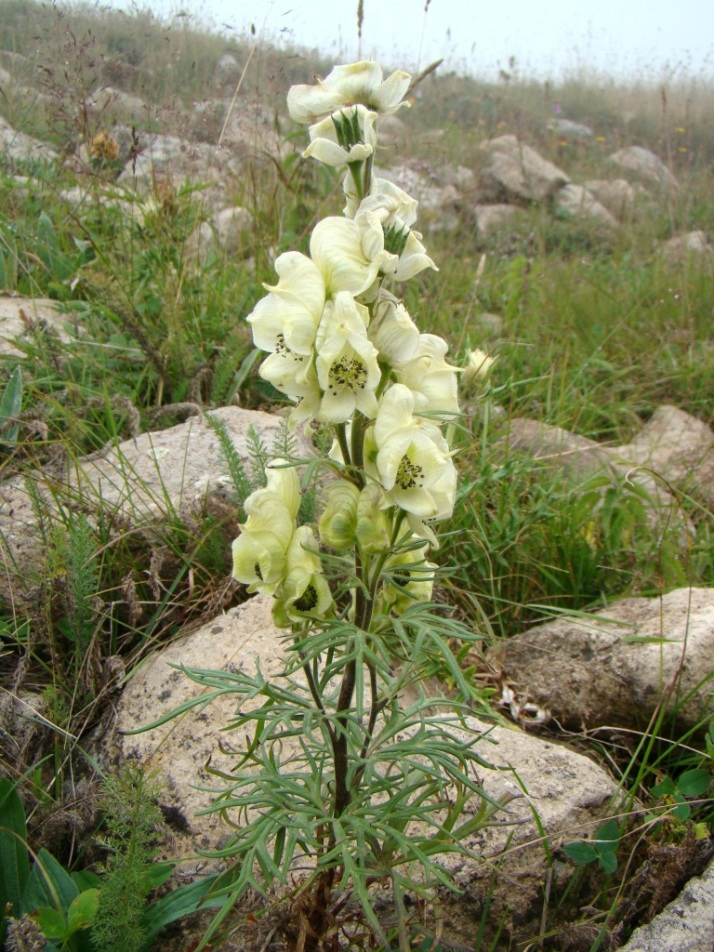 Изображение особи Aconitum confertiflorum.