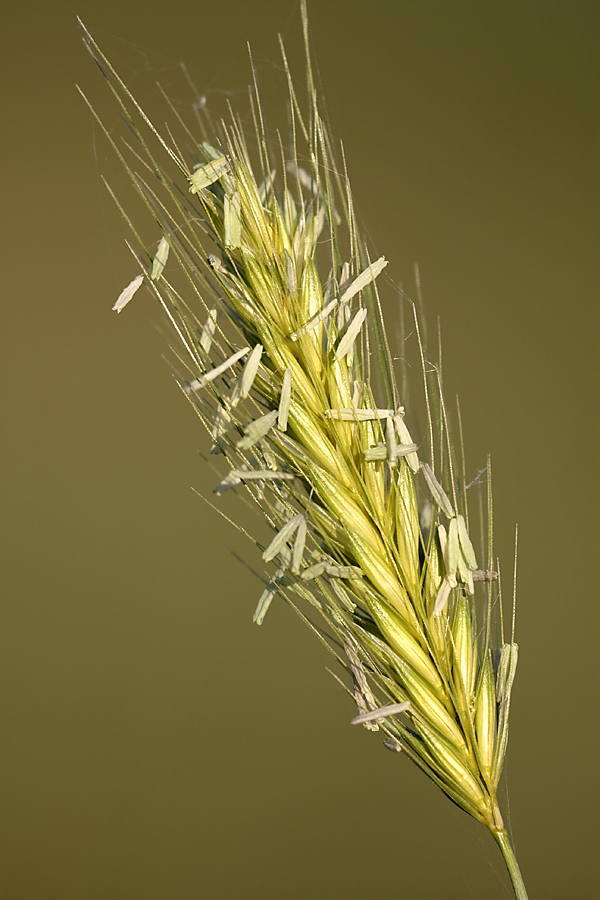 Изображение особи Hordeum bulbosum.