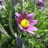 Pulsatilla vulgaris