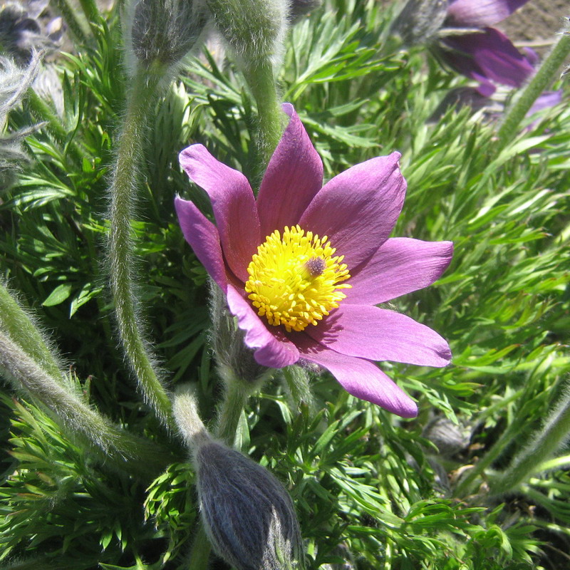 Изображение особи Pulsatilla vulgaris.