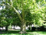 Platanus orientalis. Старое дерево. Австрия, Вена, парк Ратхаус. 10.09.2012.