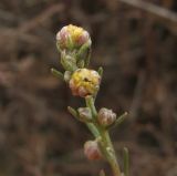 genus Artemisia