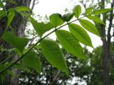 Phellodendron sachalinense. Часть сложного листа. Сахалин, лесной массив в окр. г. Южно-Сахалинска. Июнь 2012 г.