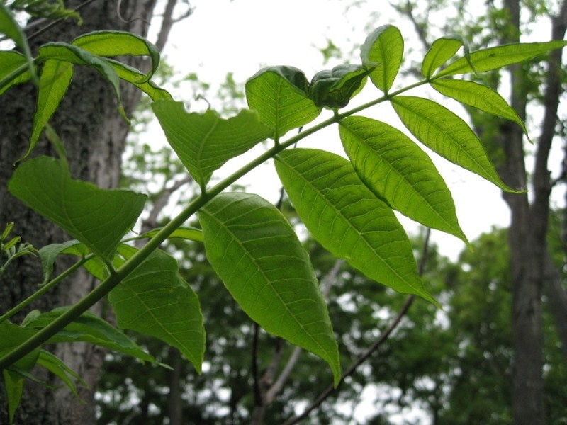 Изображение особи Phellodendron sachalinense.