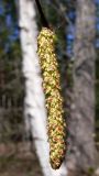 Betula pendula