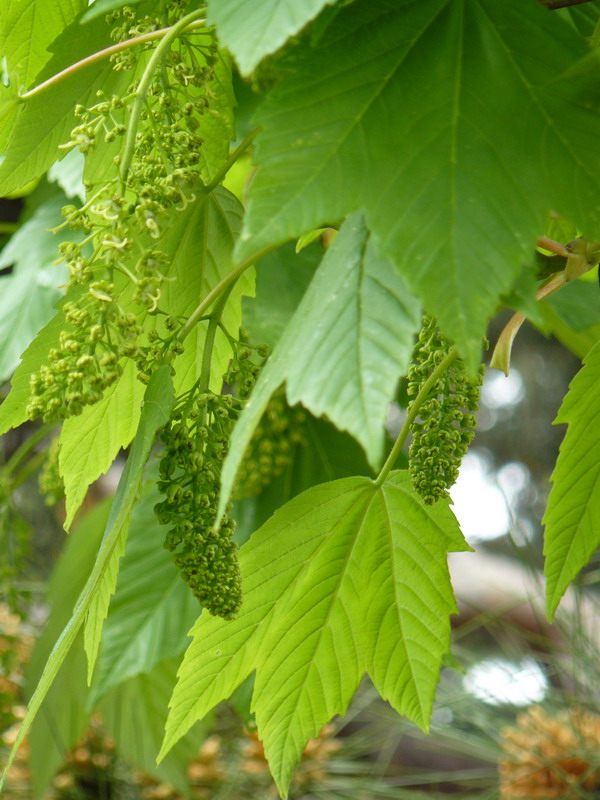 Image of Acer nipponicum specimen.