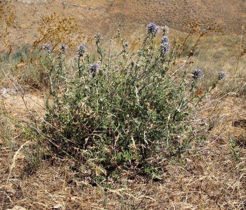 Image of Echinops ritrodes specimen.