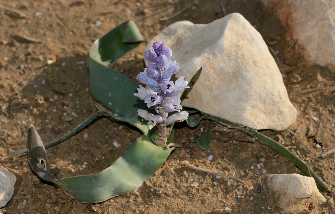 Image of Bellevalia desertorum specimen.