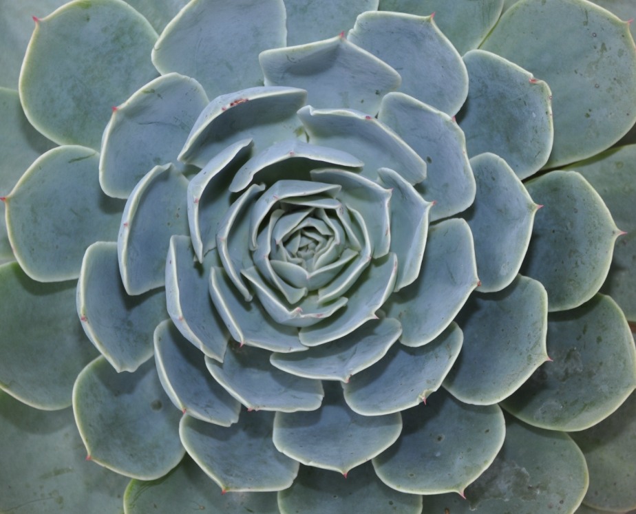 Изображение особи Echeveria pumila var. glauca.