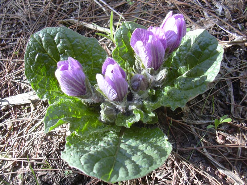 Image of Mandragora officinarum specimen.