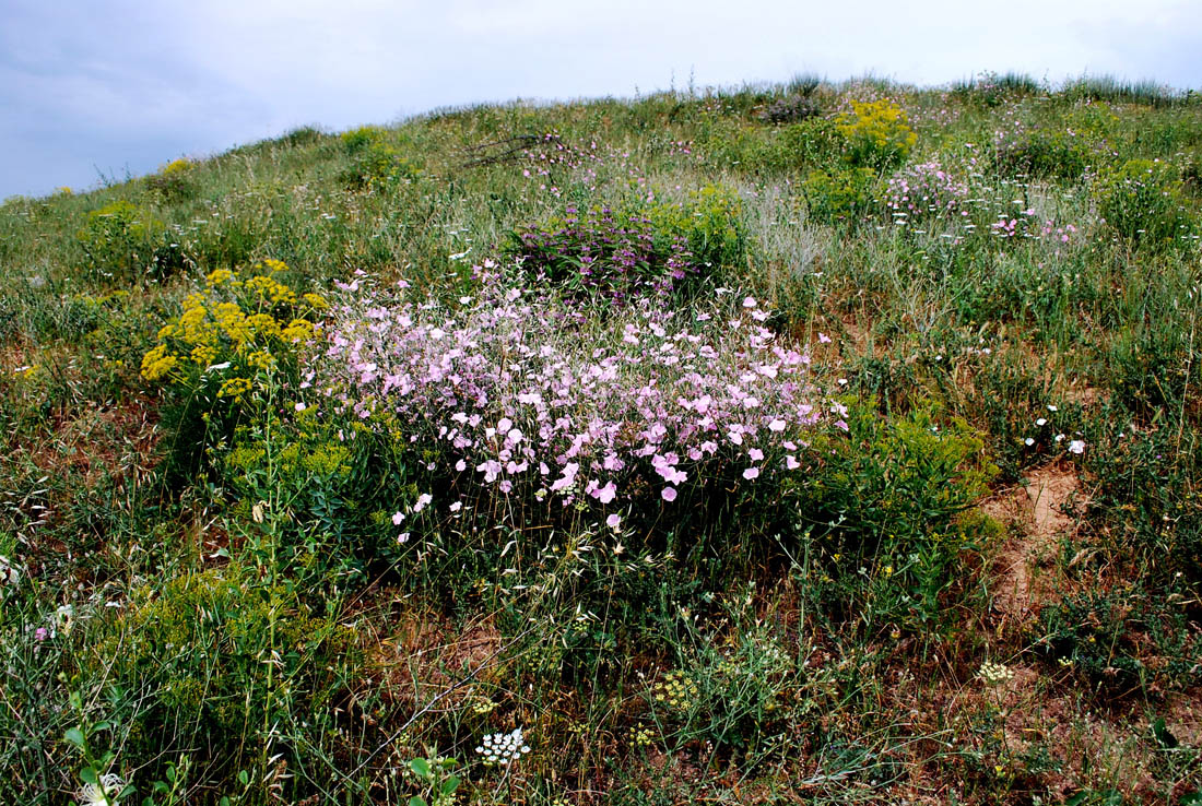 Image of Convolvulus subhirsutus specimen.