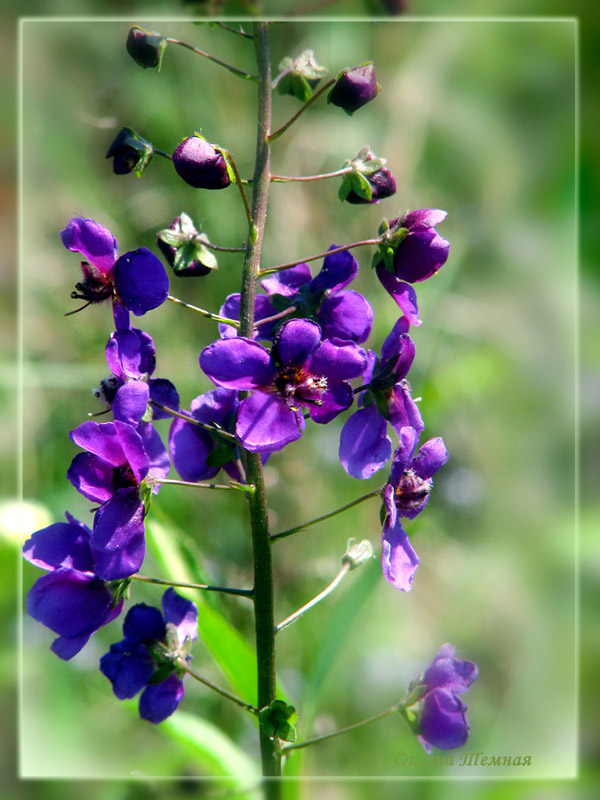 Изображение особи Verbascum phoeniceum.