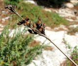Juncus acutus