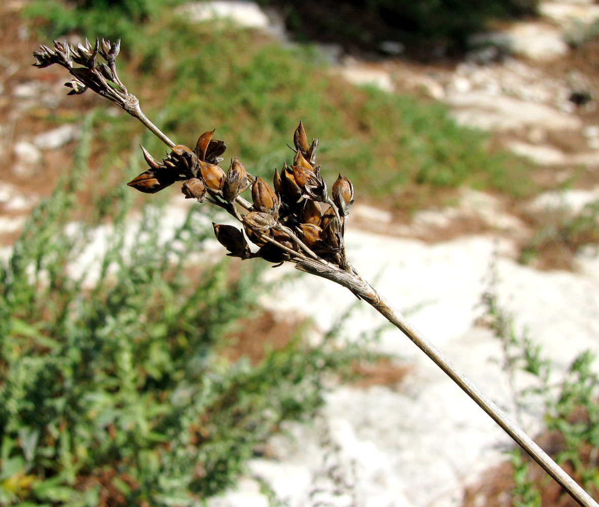 Изображение особи Juncus acutus.