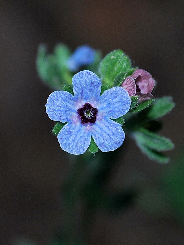 Image of Cynoglossum creticum specimen.