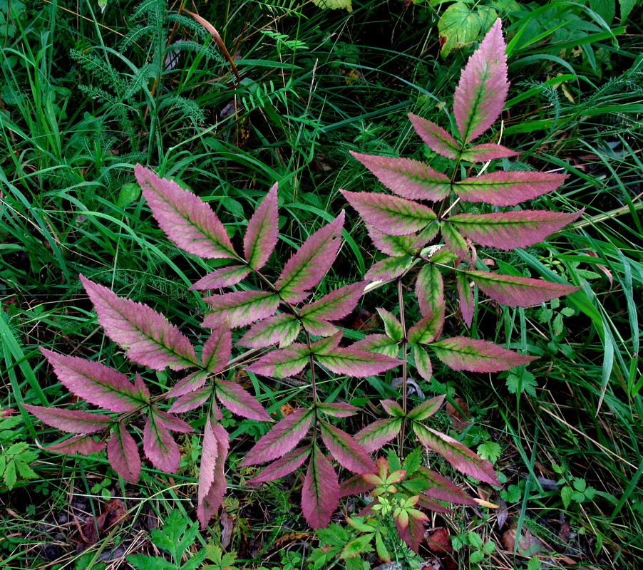 Изображение особи Angelica sylvestris.