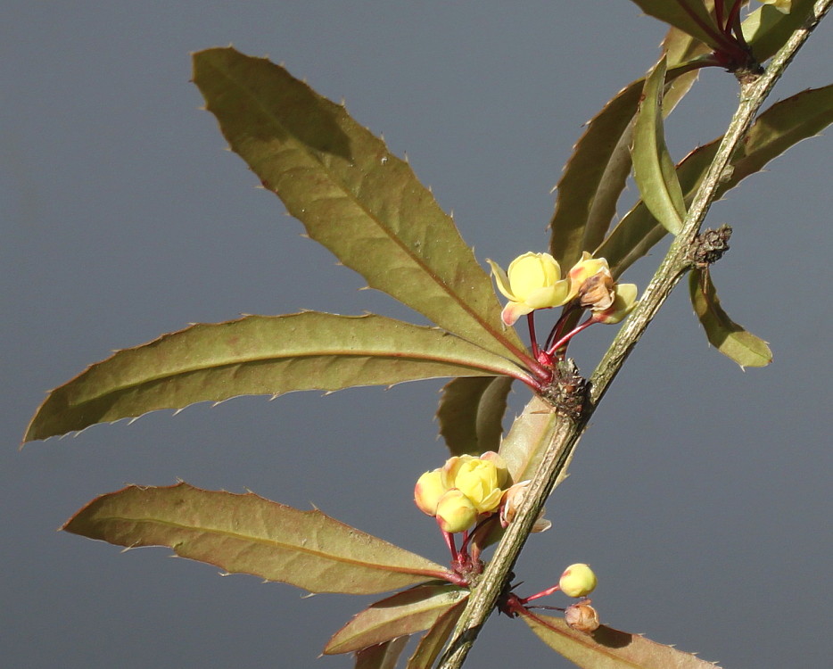 Image of Berberis soulieana specimen.