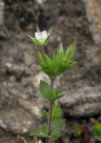 Arenaria serpyllifolia