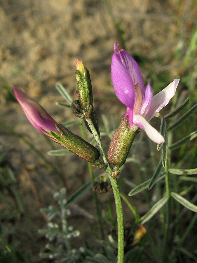 Изображение особи Astragalus subuliformis.