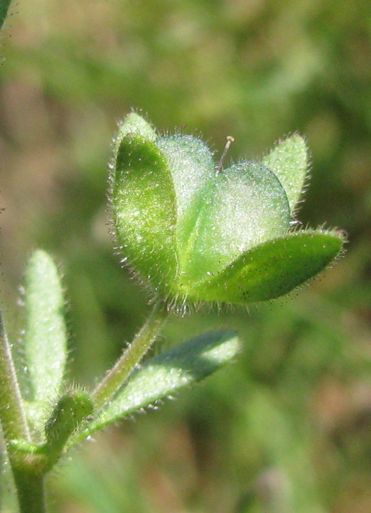 Изображение особи Veronica triphyllos.