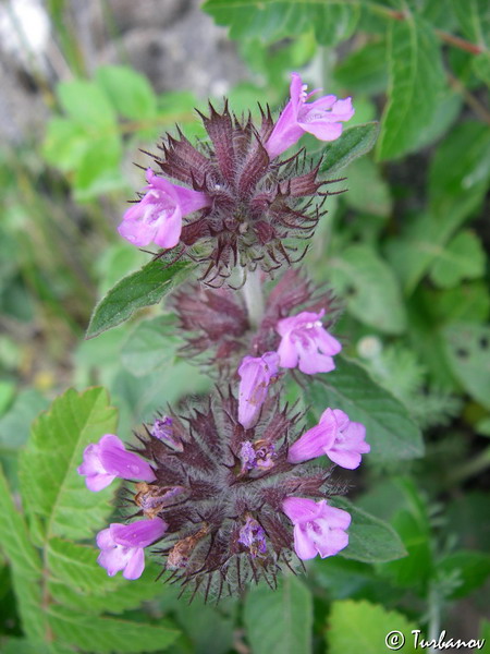 Image of Clinopodium caucasicum specimen.