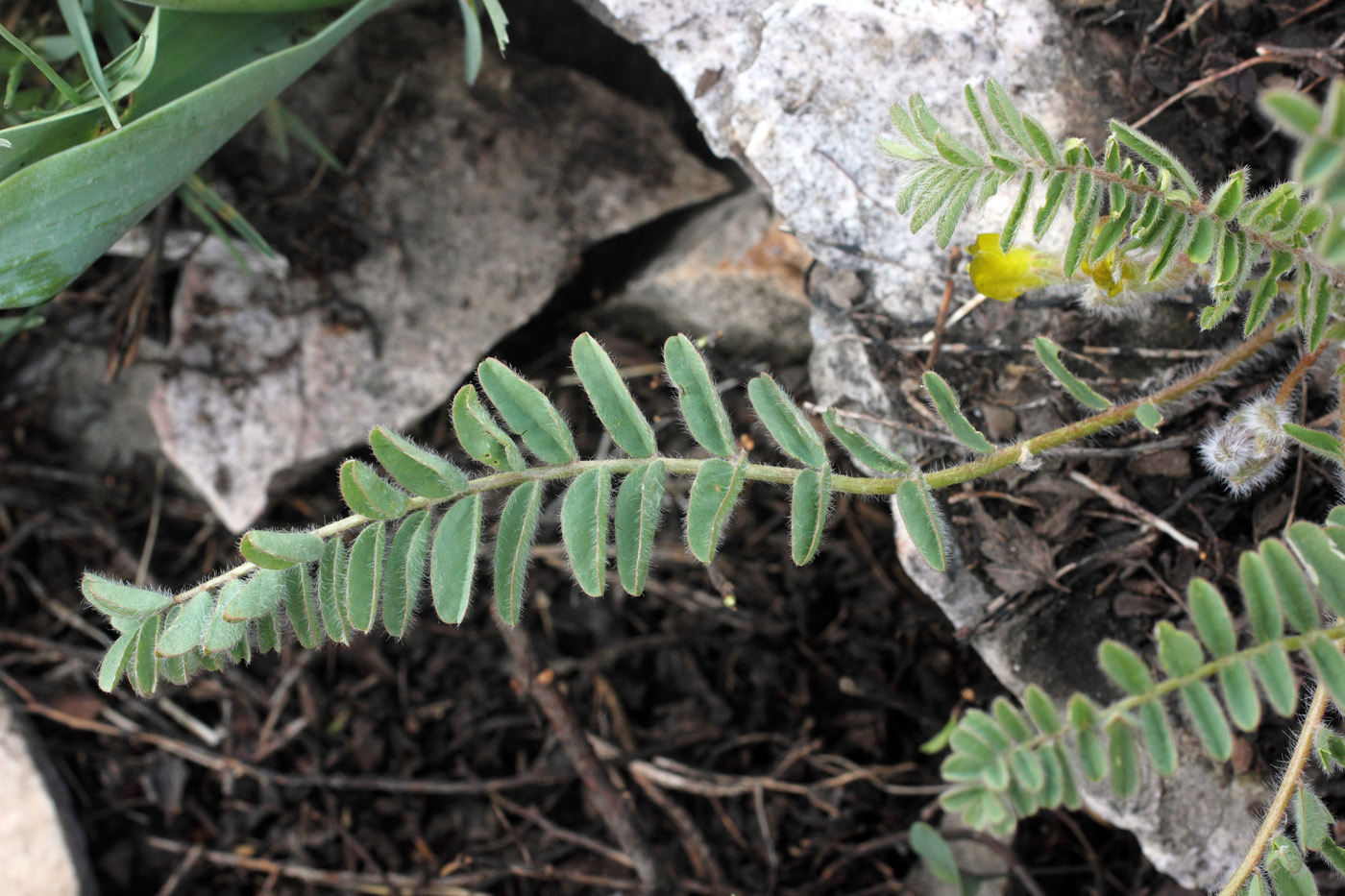 Изображение особи Astragalus syreitschikovii.