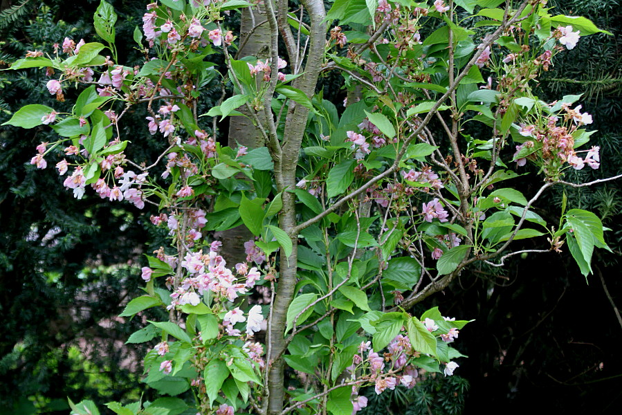 Image of Prunus serrulata specimen.