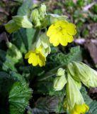 Primula macrocalyx. Соцветия. Ставропольский край, г. Кисловодск, Курортный парк средний. 27.03.2013.