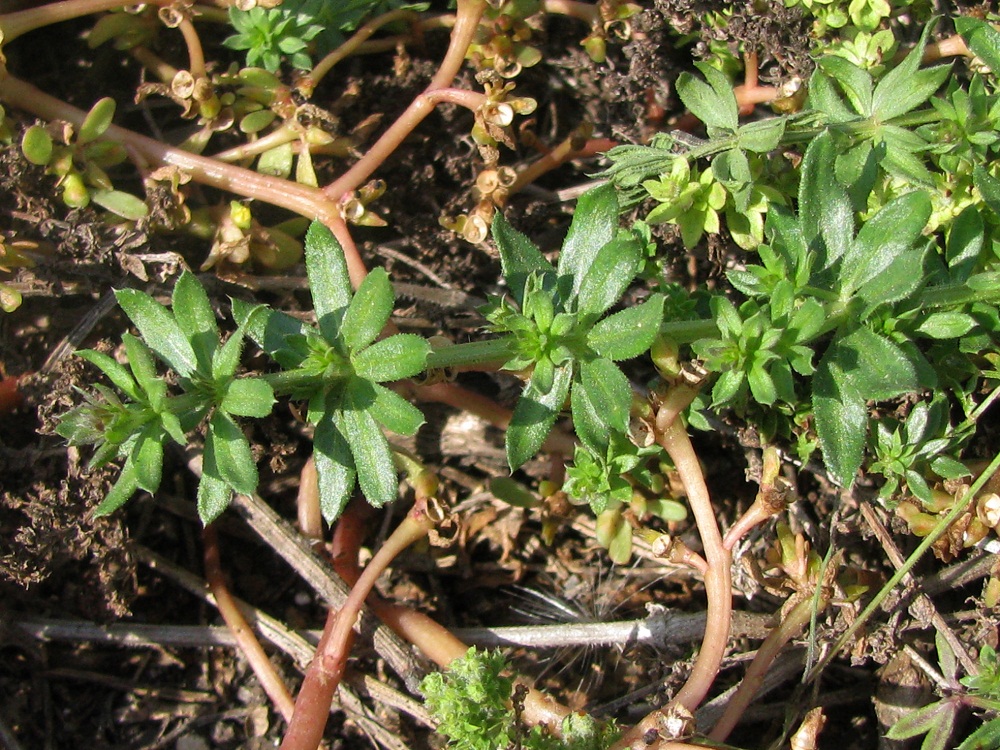 Изображение особи род Galium.