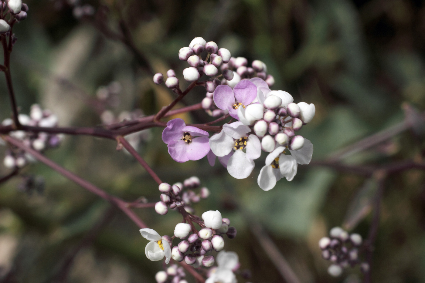 Изображение особи Stroganowia paniculata.