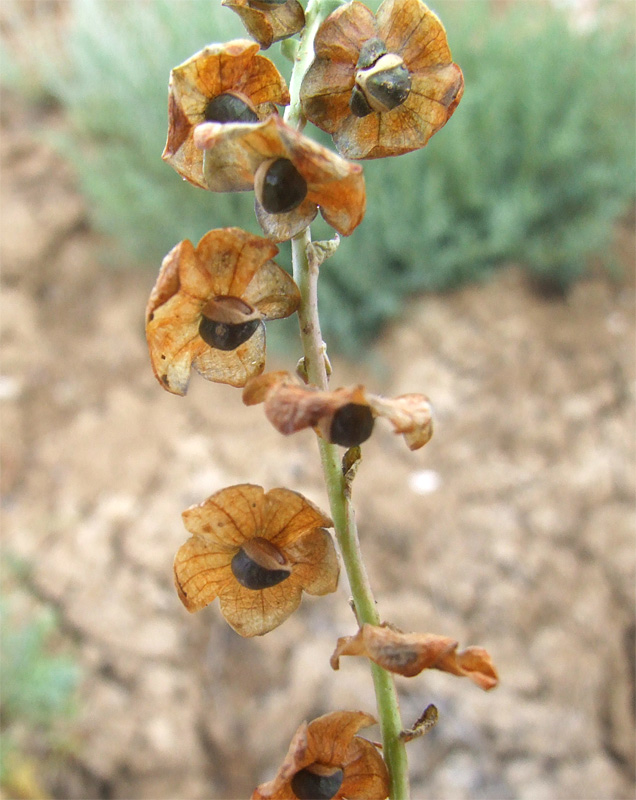 Изображение особи Suchtelenia calycina.