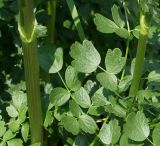 genus Thalictrum