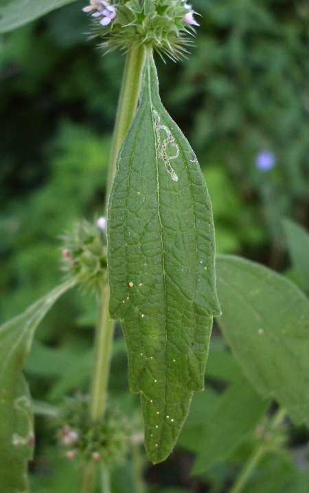 Изображение особи Chaiturus marrubiastrum.