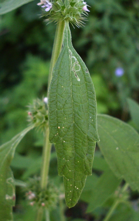 Image of Chaiturus marrubiastrum specimen.