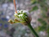 Allium psebaicum