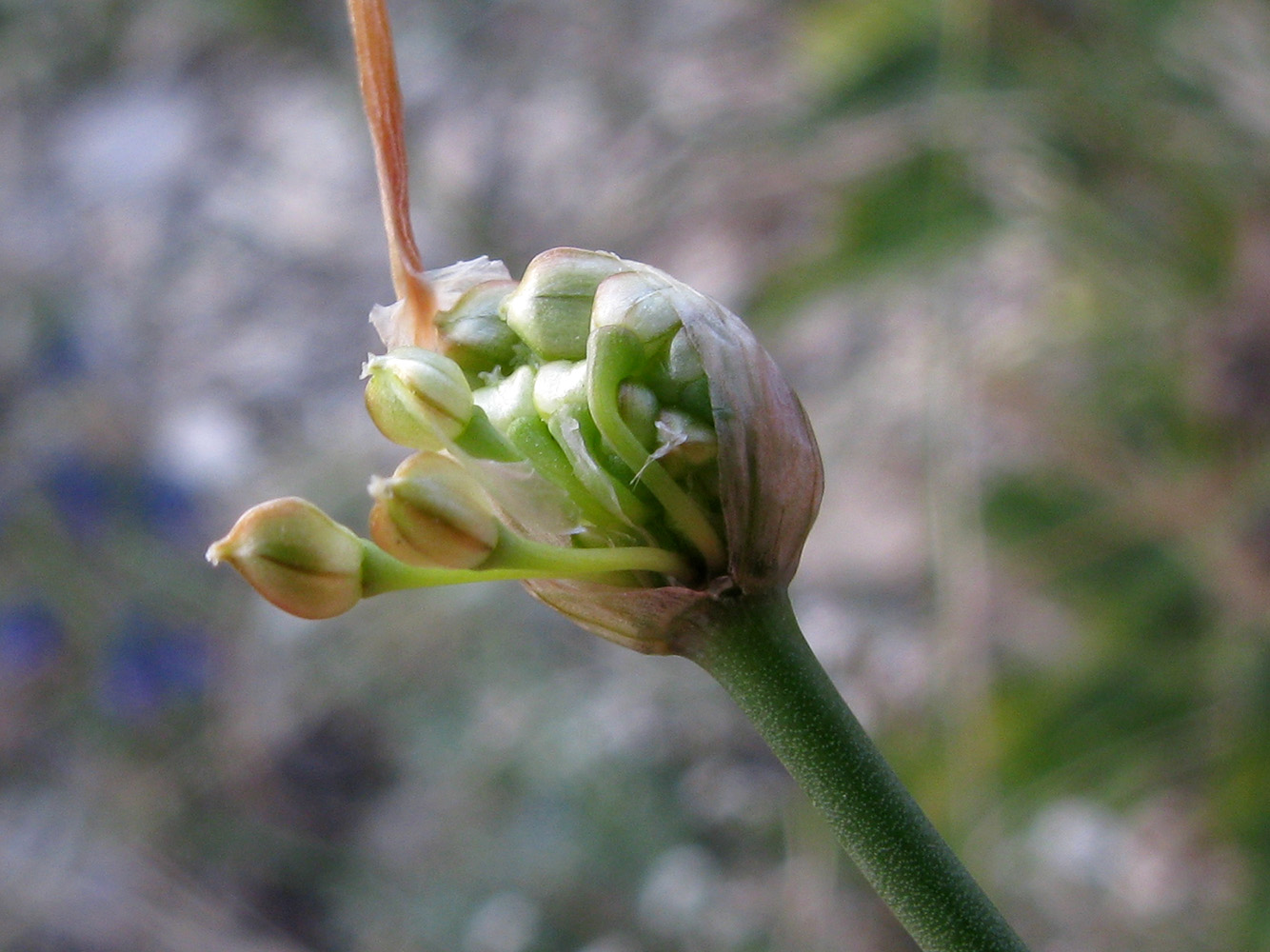 Image of Allium psebaicum specimen.