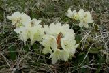Rhododendron aureum. Цветущие растения. Курильские о-ва, о. Шикотан, склон горы Плоская. 11.06.2013.