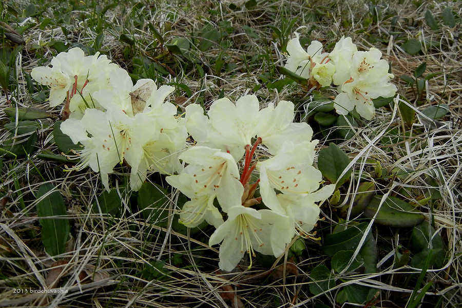 Image of Rhododendron aureum specimen.