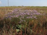 Limonium scoparium. Цветущее растение. Краснодарский край, м/о Анапа, окр. ст. Благовещенская, степь на берегу Витязевского лимана. 16.08.2013.