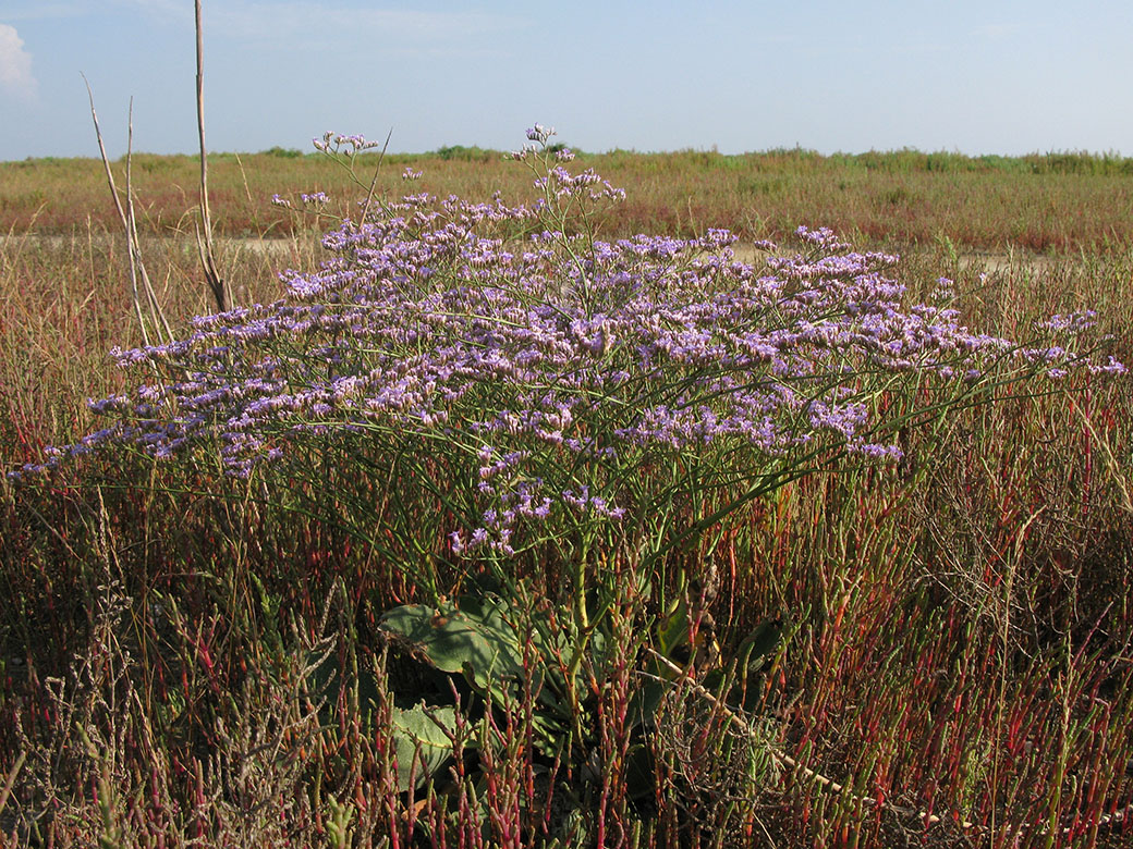 Изображение особи Limonium scoparium.