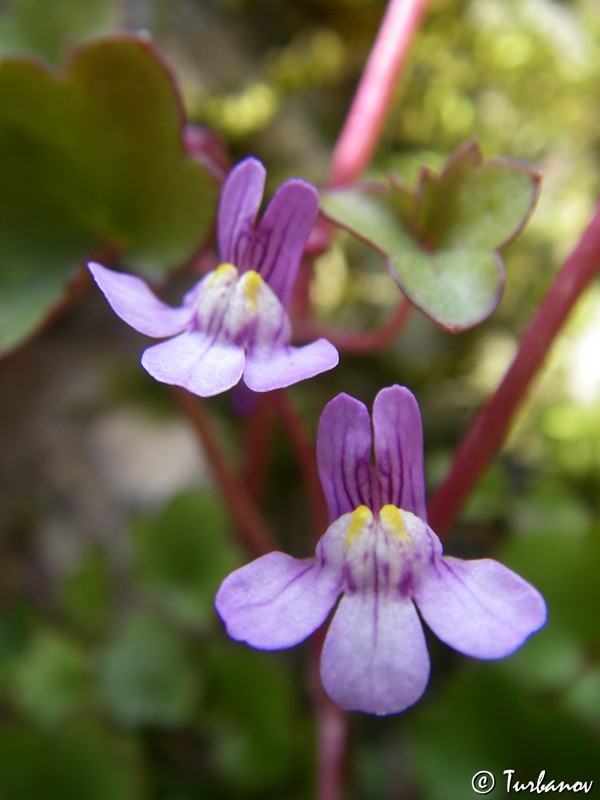 Изображение особи Cymbalaria muralis.