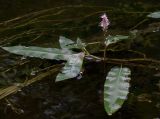 Image of taxon representative. Author is Владимир Семашко