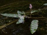 Persicaria amphibia