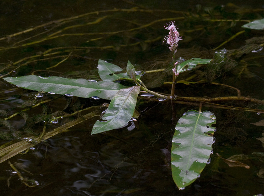 Image of Persicaria amphibia specimen.
