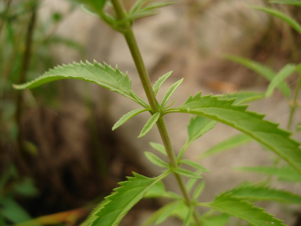 Image of Veronica spuria specimen.