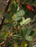 Rosa khasautensis